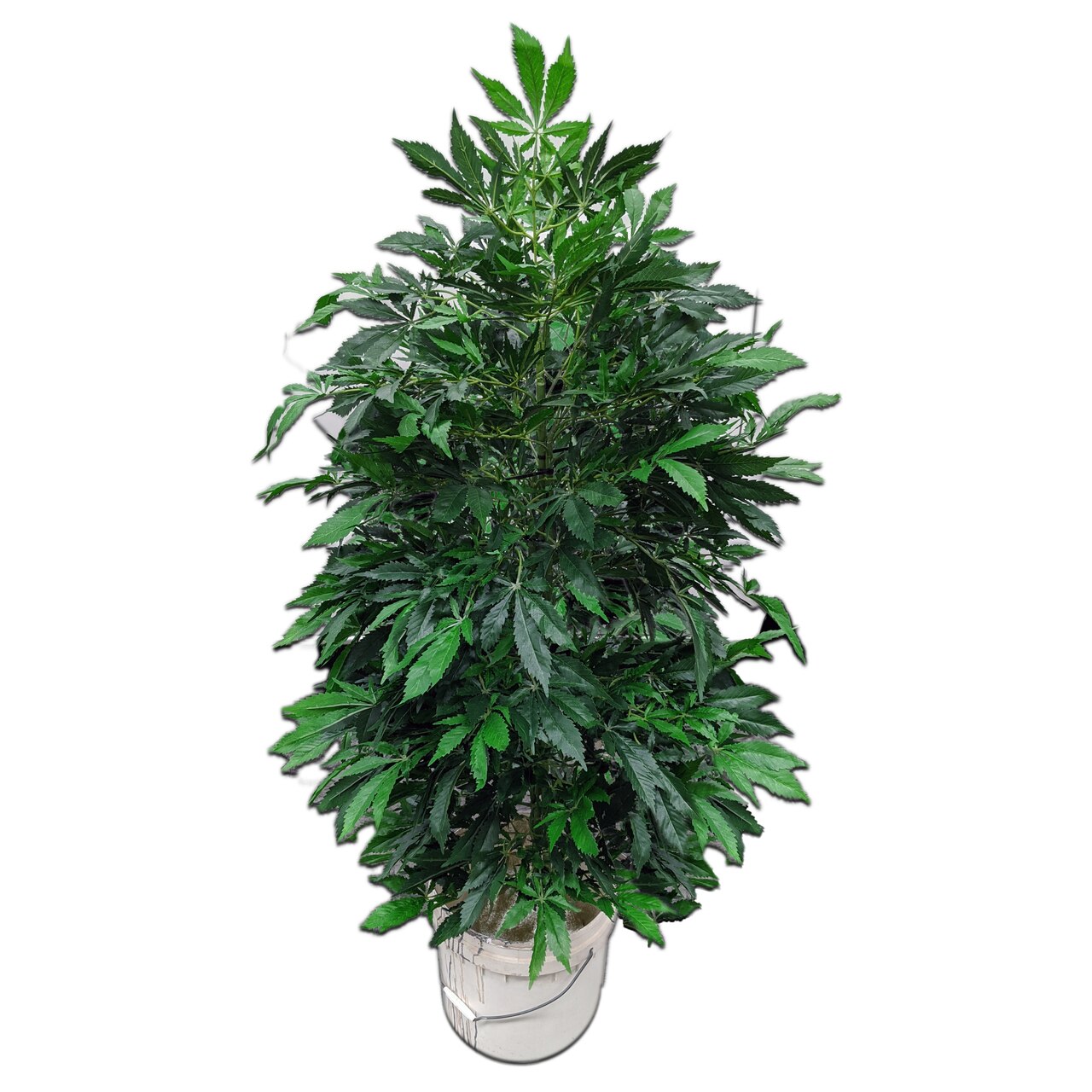 Large Prop Cannabis Plants Craze™ Collective